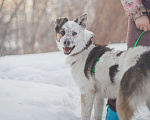 Собаки в Москве: Самый ласковый мальчик Мальчик, Бесплатно - фото 5