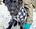 Собаки в Москве: щенок метис , шикарный парень Мальчик, Бесплатно - фото 3