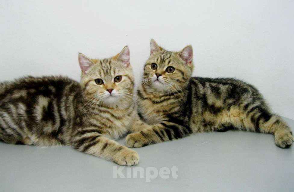 Кошки в Ставрополе: Кот шотландский подросток Мальчик, 10 000 руб. - фото 5