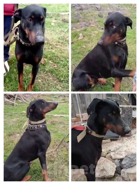 Собаки в Ростове-на-Дону: Доберман ищет семью Мальчик, Бесплатно - фото 1