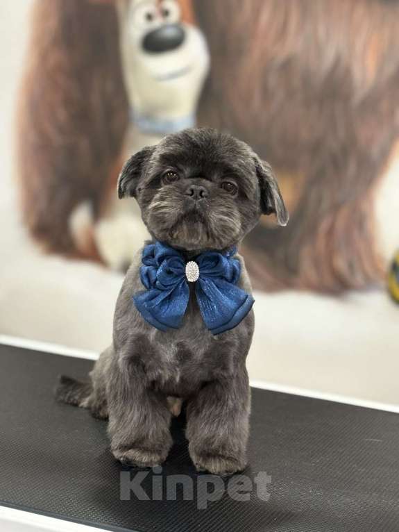 Собаки в других городах Московской области: Вязка ши тцу Мальчик, Бесплатно - фото 1