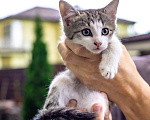 Кошки в Подольске: Котенок в добрые руки Мальчик, Бесплатно - фото 1