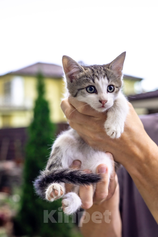 Кошки в Подольске: Котенок в добрые руки Мальчик, Бесплатно - фото 1