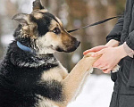 Собаки в Москве: Молодой и очень ласковый пёс Мальчик, Бесплатно - фото 2
