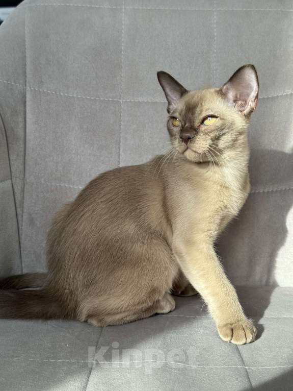 Кошки в Калининграде: Котенок. Европейская бурма. Питомник Девочка, Бесплатно - фото 3