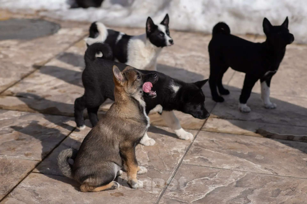 Собаки в других городах Московской области: Щенки охотничьей лайки Разнополые, 1 руб. - фото 8