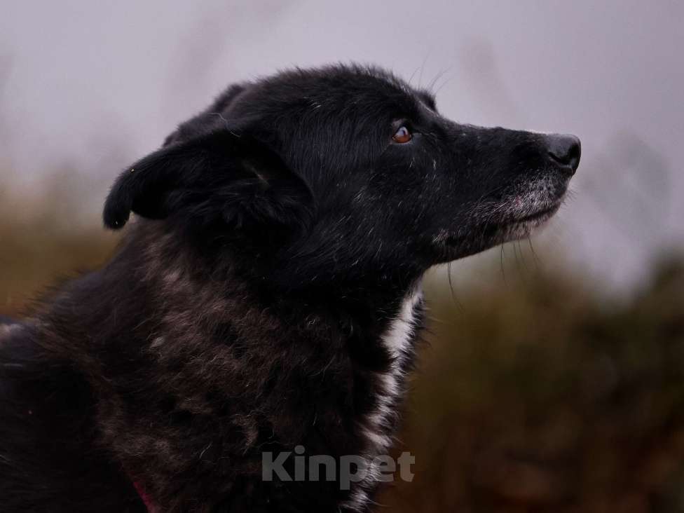 Собаки в Москве: Собака в добрые руки Девочка, Бесплатно - фото 2