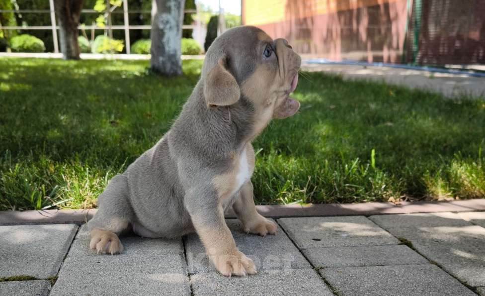 Собаки в Тимашевске: Девочка - изабелла с подпалом Девочка, 80 000 руб. - фото 2