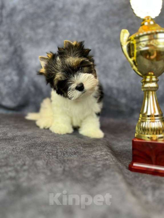 Собаки в Вологде: Очаровательная девочка бивер терьера Варюша. Перспективная для выставок и  разведения. Девочка, 140 000 руб. - фото 4