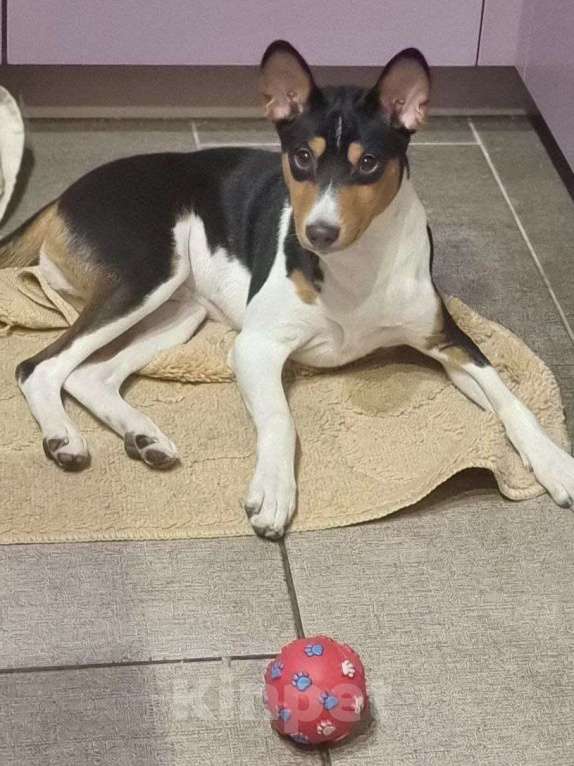 Собаки в Санкт-Петербурге: Щенок Басенджи Мальчик, Бесплатно - фото 3