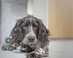 Собаки в Санкт-Петербурге: Русский спаниель в добрые руки Мальчик, Бесплатно - фото 1