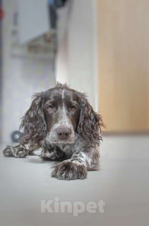 Собаки в Санкт-Петербурге: Русский спаниель в добрые руки Мальчик, Бесплатно - фото 1