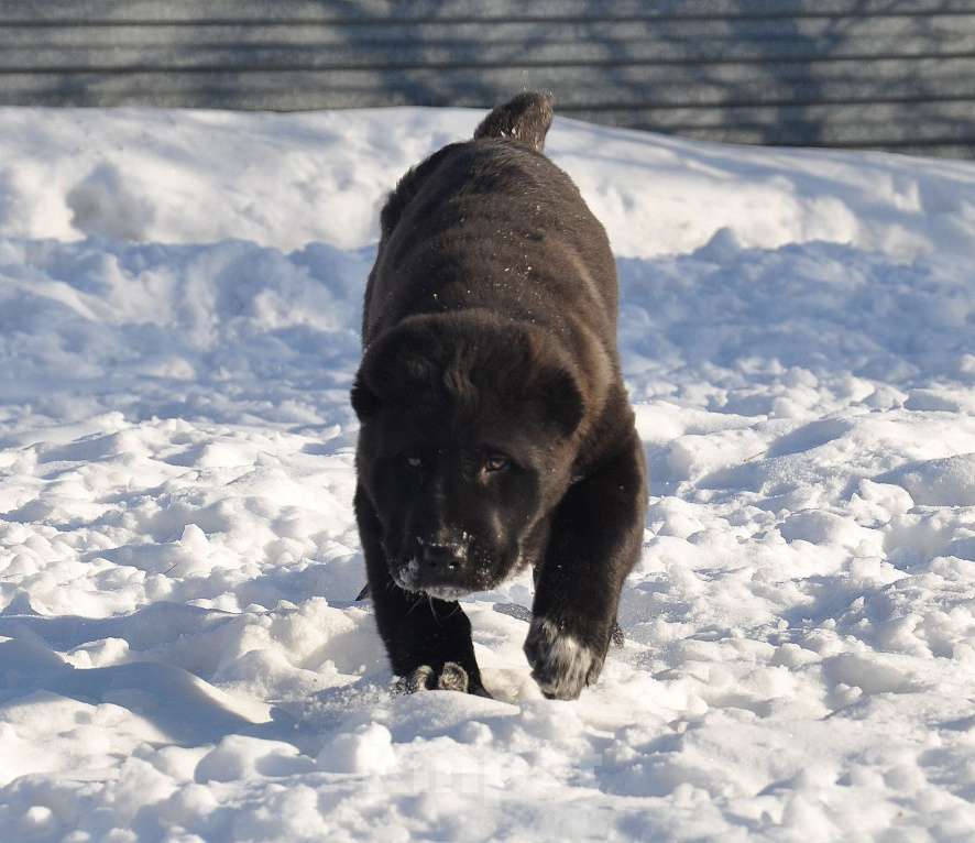 Собаки в Новосибирске: Щенок алабая девочка Девочка, Бесплатно - фото 3