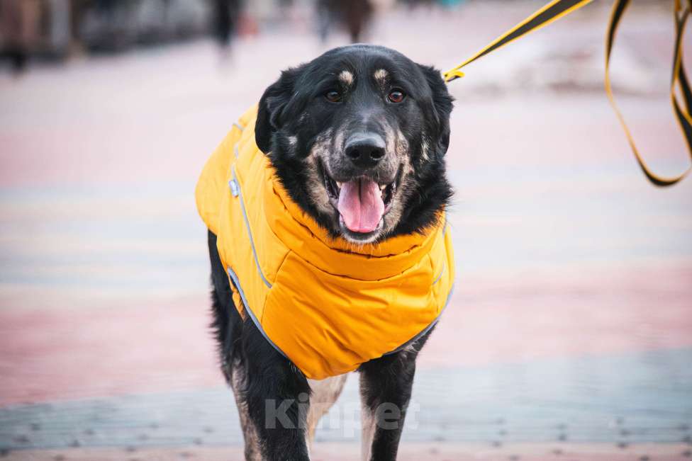 Собаки в Москве: Фунт  Мальчик, 1 руб. - фото 9