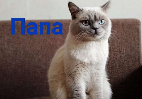 Объявление: Британский длинношёрстный котенок, 5 000 руб., Краснодар