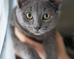 Кошки в Москве: Котенок Жеки ищет свой дом Мальчик, Бесплатно - фото 3