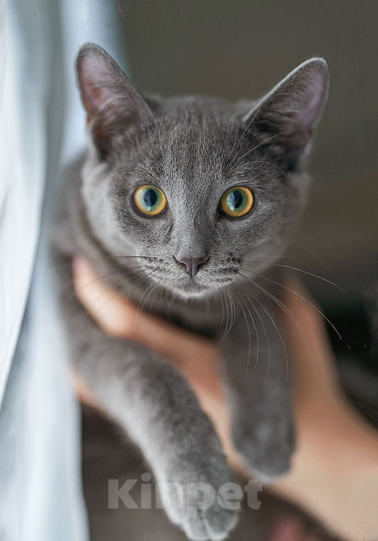 Кошки в Москве: Котенок Жеки ищет свой дом Мальчик, Бесплатно - фото 3
