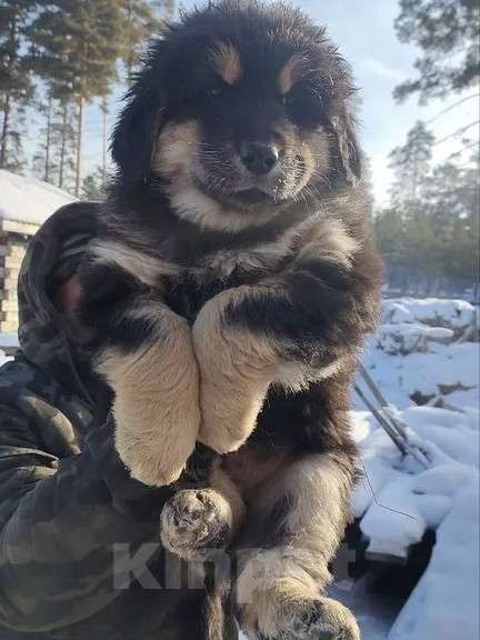 Собаки в Улане-Удэ: Монгол Банхар Мальчик, 55 000 руб. - фото 5
