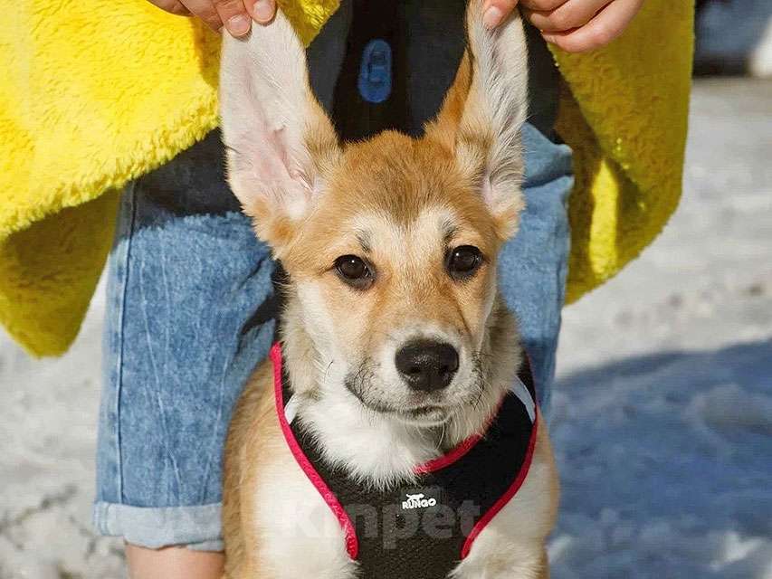 Собаки в Москве: Ласковая и нежная девочка-щенок Лилу ищет дом Девочка, Бесплатно - фото 6