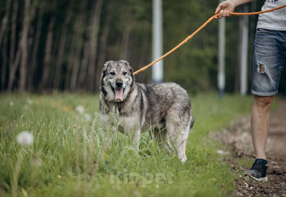 Собаки в Москве: Алтай ждёт и надеется Мальчик, Бесплатно - фото 10