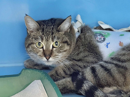 Смешная кошка-мем Эмилия 