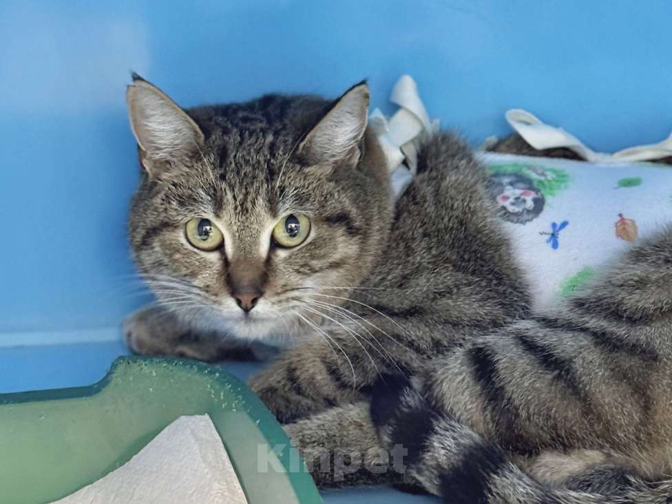 Кошки в Москве: Смешная кошка-мем Эмилия  Девочка, Бесплатно - фото 1