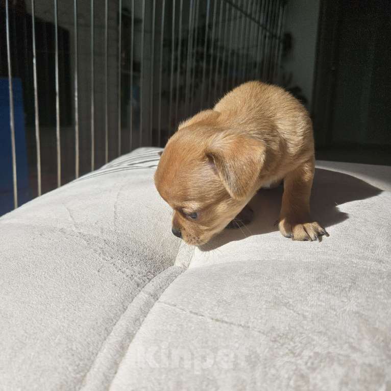 Собаки в Кирове: Девочка мини чихуахуа 2 Девочка, 20 000 руб. - фото 4