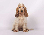 Собаки в Солнечногорске: Щенки Английского кокер-спаниеля Мальчик, 60 000 руб. - фото 2