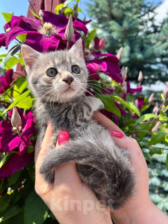 Кошки в Москве: Малышка Бэтси (3 мес.) ищет дом Девочка, Бесплатно - фото 3