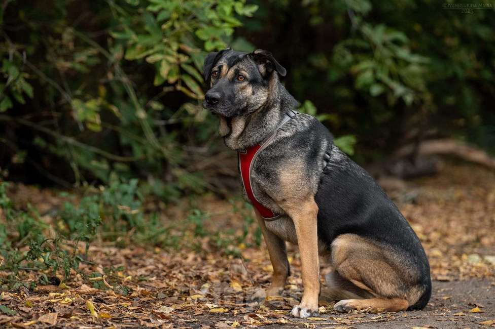 Собаки в Москве: Один ищет любящую семью  Мальчик, Бесплатно - фото 4