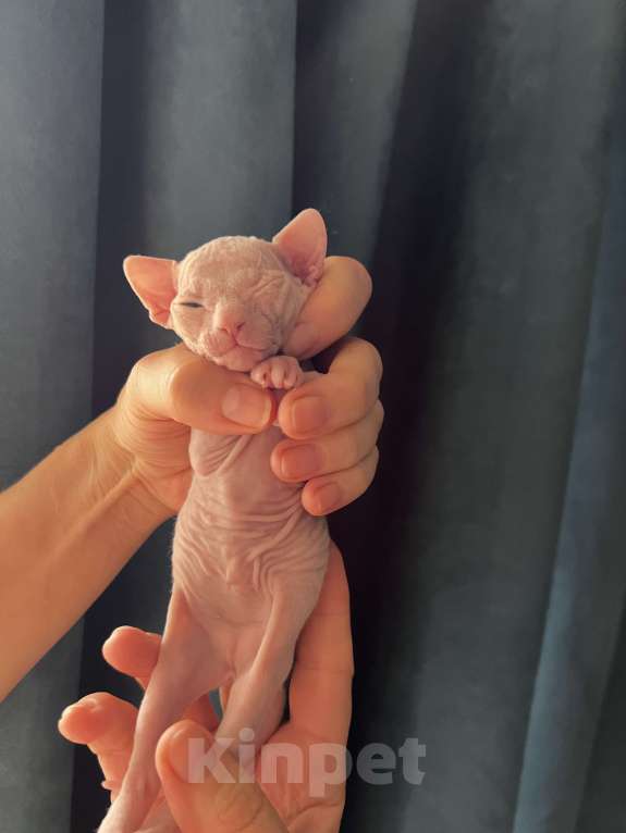 Кошки в Дедовске: Котенок девочка Девочка, Бесплатно - фото 2