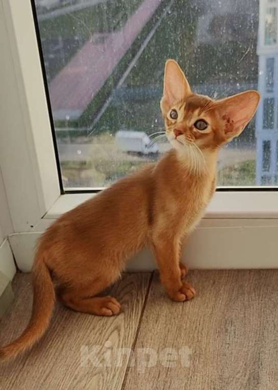 Кошки в Краснодаре: Абиссинские котята  Мальчик, 70 000 руб. - фото 9