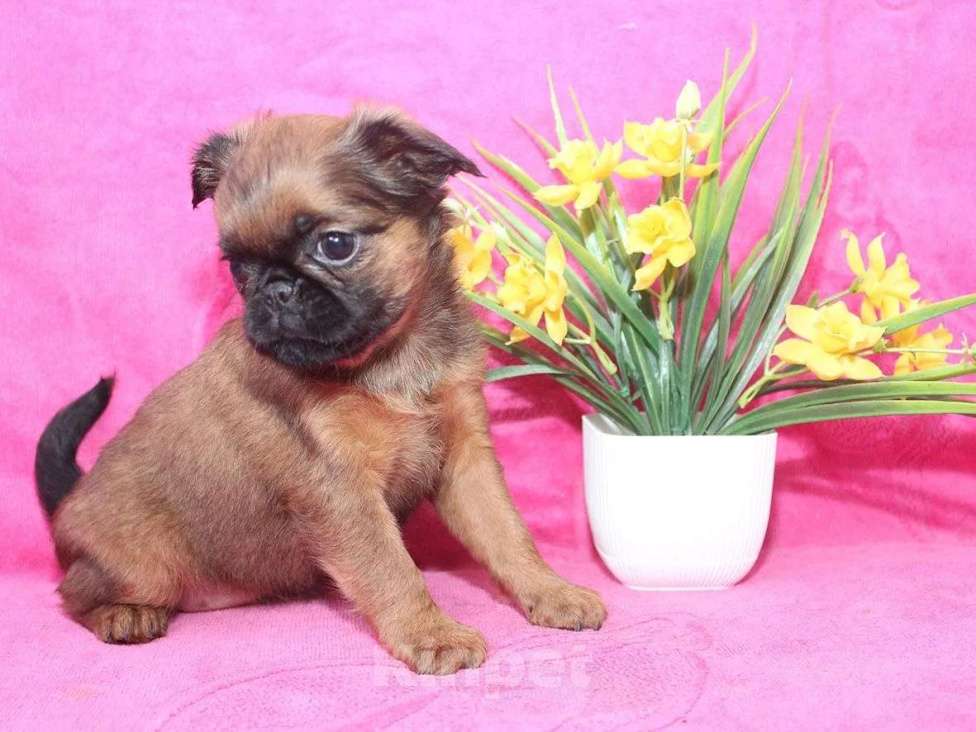Собаки в Санкт-Петербурге: Шалунья Девочка, 80 000 руб. - фото 6