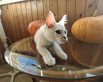 Кошки в Долгопрудном: Крем на серебре мейн-кун  Мальчик, 60 000 руб. - фото 5