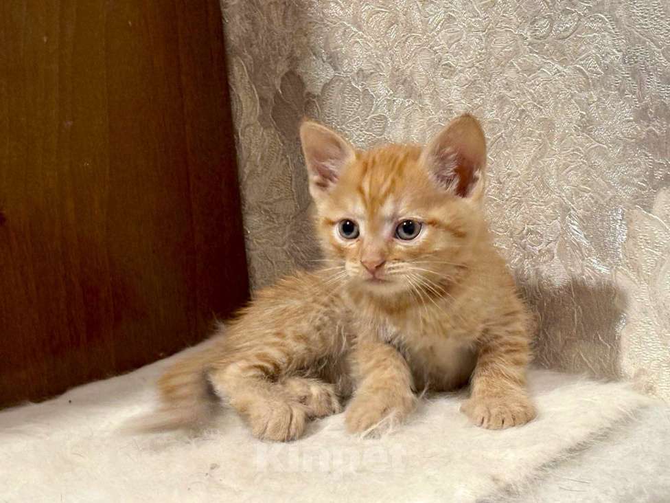 Кошки в Москве: Рыжие мальчишки. Котята 1,5 мес. в добрые руки. Мальчик, Бесплатно - фото 9
