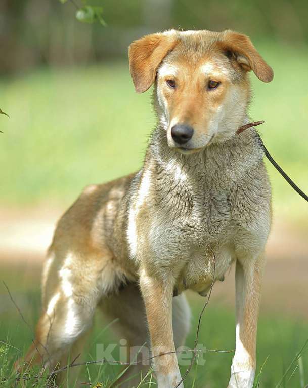 Собаки в Москве: Катрёна Девочка, Бесплатно - фото 2
