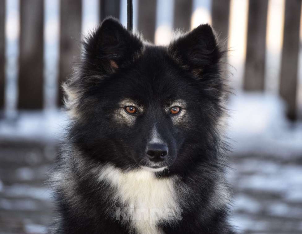 Собаки в Москве: Ненецкая оленегонная лайка. Кобель YUYDI. Мальчик, 60 000 руб. - фото 4