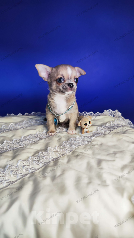 Собаки в Москве: Супер кукольный малыш Мальчик, 50 000 руб. - фото 9