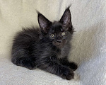 Кошки в Дмитрове: Черный сОлидный мальчик мейн кун Мальчик, 50 000 руб. - фото 2