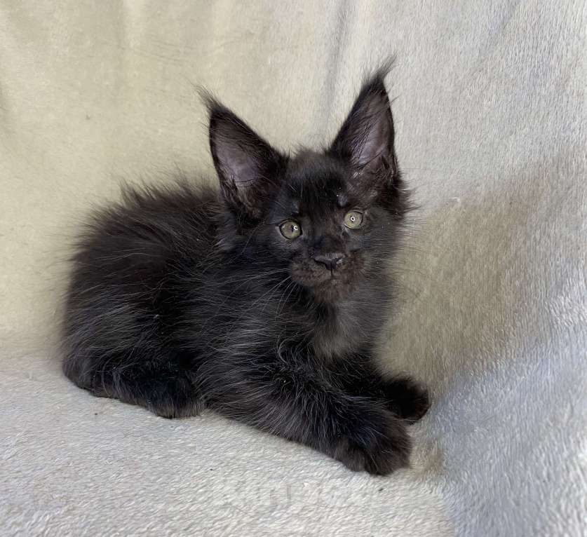 Кошки в Дмитрове: Черный сОлидный мальчик мейн кун Мальчик, 50 000 руб. - фото 2