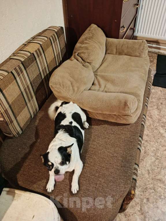 Собаки в других городах Владимирской области: Чихуахуа девочка Девочка, 4 000 руб. - фото 3