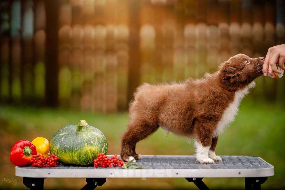 Собаки в Москве: Мальчик красный   Биколор  Мальчик, Бесплатно - фото 3