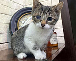 Кошки в Москве: Милейший домашний крошка-котенок Сэм в добрые руки Мальчик, Бесплатно - фото 1