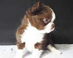 Собаки в Зеленограде: Чихуахуа шоколадный мальчишка Мальчик, 40 000 руб. - фото 3