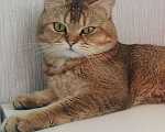 Кошки в Лукоянове: Вязка (шотландский котик), 2 000 руб. - фото 1