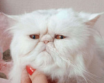 Кошки в Хасавюрте: Персидские котята, 12 000 руб. - фото 8