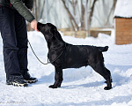 Собаки в Москве: Щенок лабрадора Мальчик, 60 000 руб. - фото 2