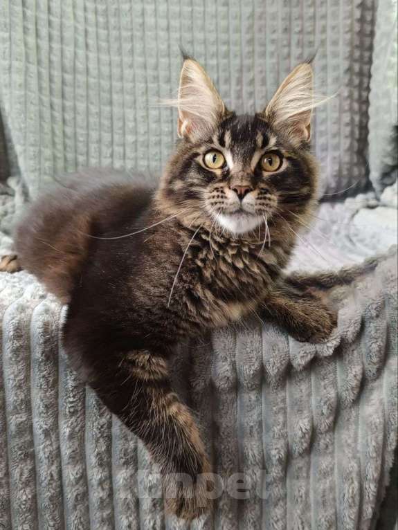 Кошки в других городах Краснодарского края: Котенок Мейн-кун Девочка, 20 000 руб. - фото 4