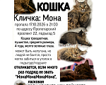 Кошки в Москве: ПРОПАЛА КОШКА Девочка, 10 000 руб. - фото 8