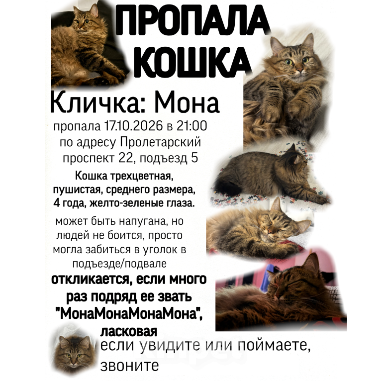 Кошки в Москве: ПРОПАЛА КОШКА Девочка, 10 000 руб. - фото 8